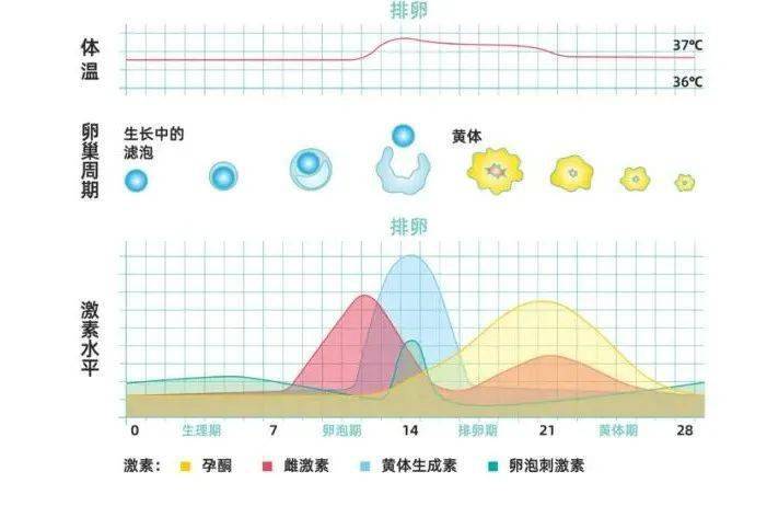 每个月都会排卵吗，女性生理周期中的排卵规律