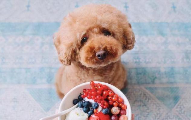 三个月泰迪犬的饮食指南，如何选择与搭配狗粮