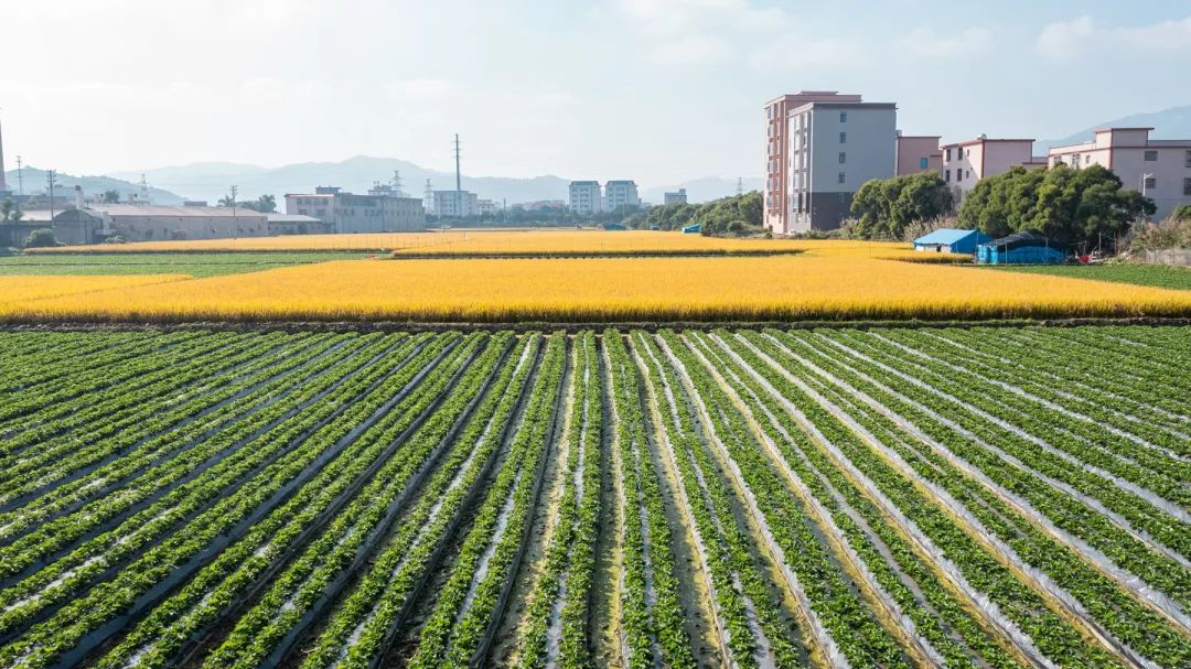 广东省集体土地流转，推动农业现代化与乡村振兴的新动力