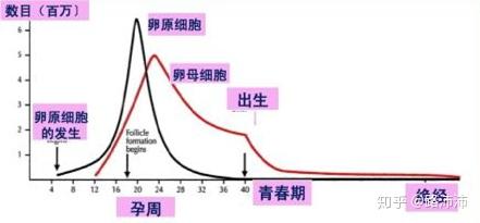 每个月卵泡数量探究，生理奥秘与生育健康